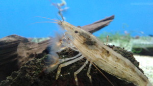 Atyopsis molucensis (vějířová kreveta)