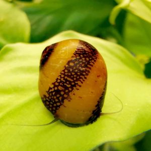Neritina variegata (Neritina batik)