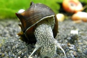 Brotia pagodula- Burmese spiny snail