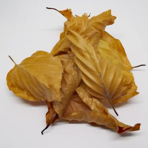 Bukové listí