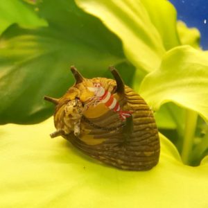 Clithon corona (snail sun)