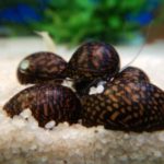 Neritina batik snail