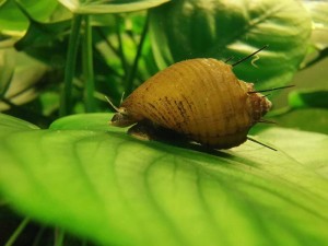 Thiara cancellata (Hairy trumpet snail)