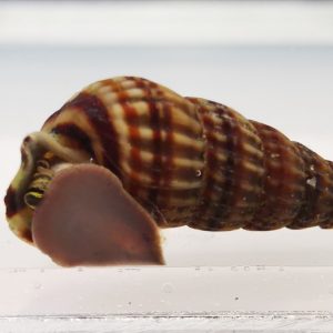 Cerithidea balteata- King snail