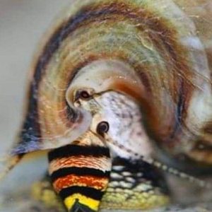 Cerithidea balteata- King snail