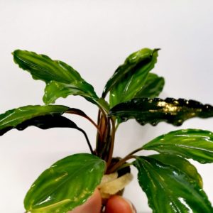 Bucephalandra Achilles green