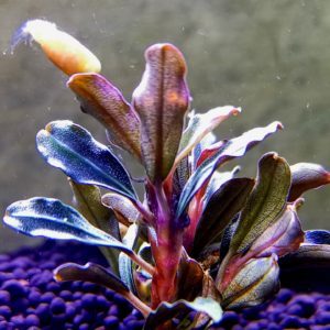 Bucephalandra kedagang mini