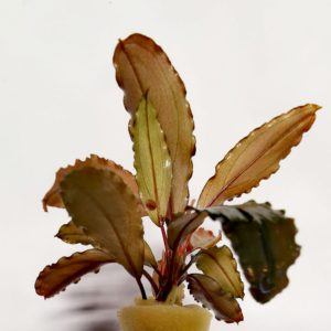 Bucephalandra brown ghost