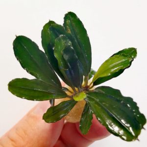 Bucephalandra brownie jade