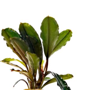 Bucephalandra brownie jade