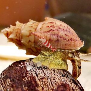Thiara scabra -Thorny rook snail