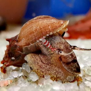 Thiara scabra -Thorny rook snail