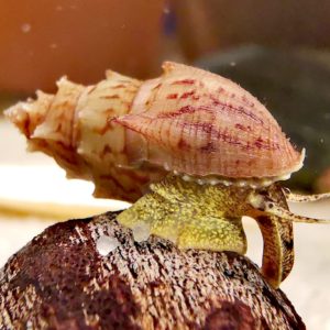 Thiara scabra (Thorny rook snail)