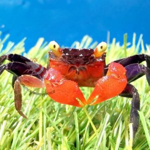 Geosesarma Hagen- „Red devil“ krab