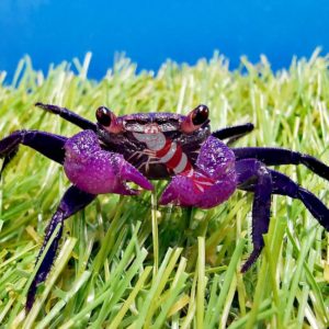 Geosesarma bicolor- „Red purple“ vampir crab