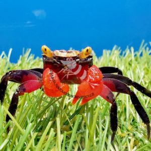 Geosesarma sp.- „Golden eye“ crab