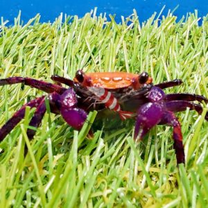 Geosesarma sp.- „Orange black eye“ vampir crab