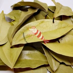 Cinnamomum Zeylanicum – listy Skořice cejlonské