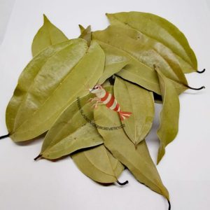 Cinnamomum Zeylanicum – listy Skořice cejlonské