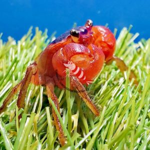 Metasesarma Aubryi- „Red apple“ chameleon krab