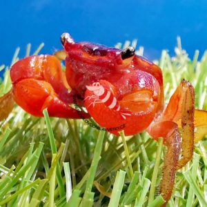 Metasesarma Aubryi- „Red apple“ chameleon krab