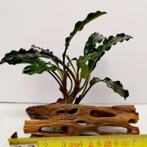 Bucephalandra alamanda V3 dark – na Cholla wood